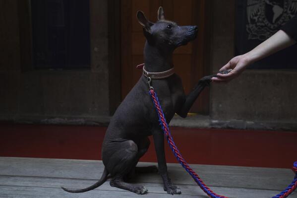 Dog owners tout Xolos loyalty and sacred underworld history AP News